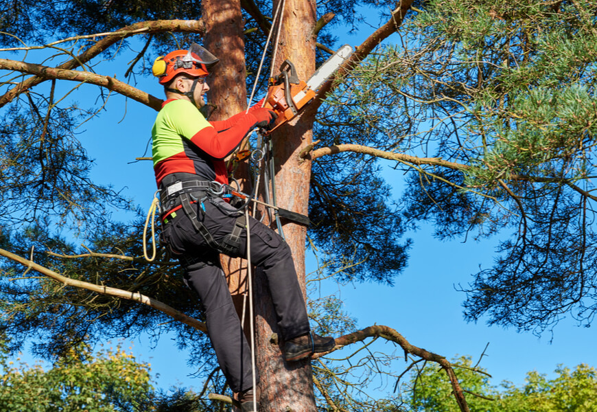 Tree Removal Calgary Expands Professional Tree Services in Calgary, Alberta