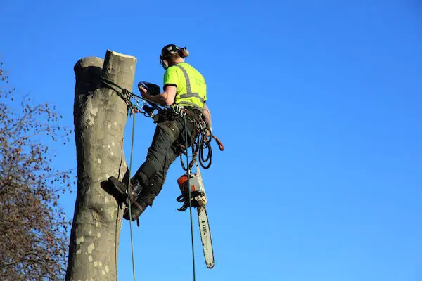 Tree Removal Company in Toronto