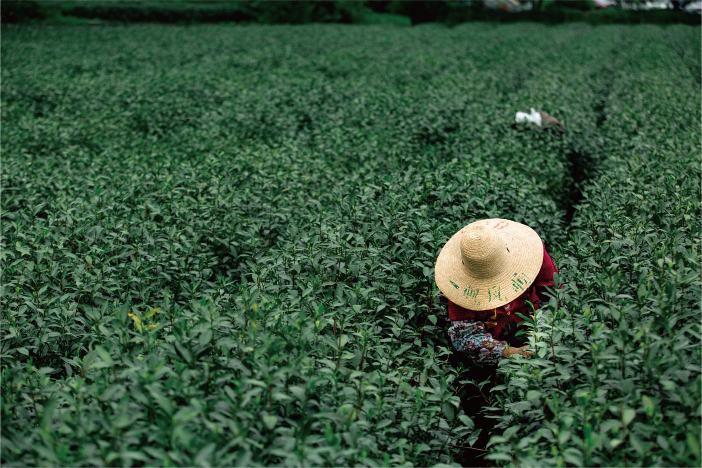 Firsd Tea Sustainability Perspectives Report 2022