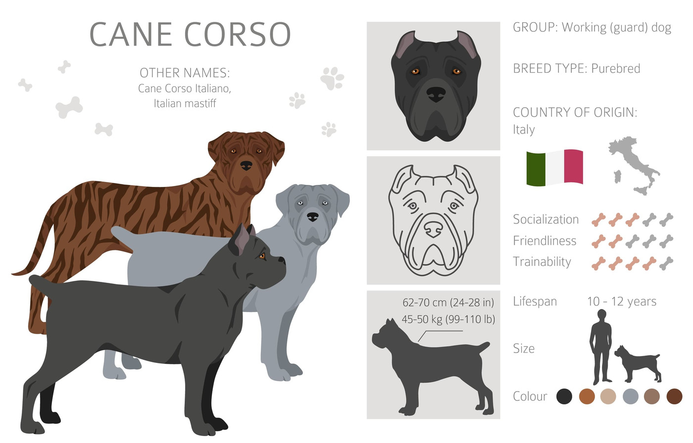 Арты собак Кане Корсо. Cane Corso Colors Chart.