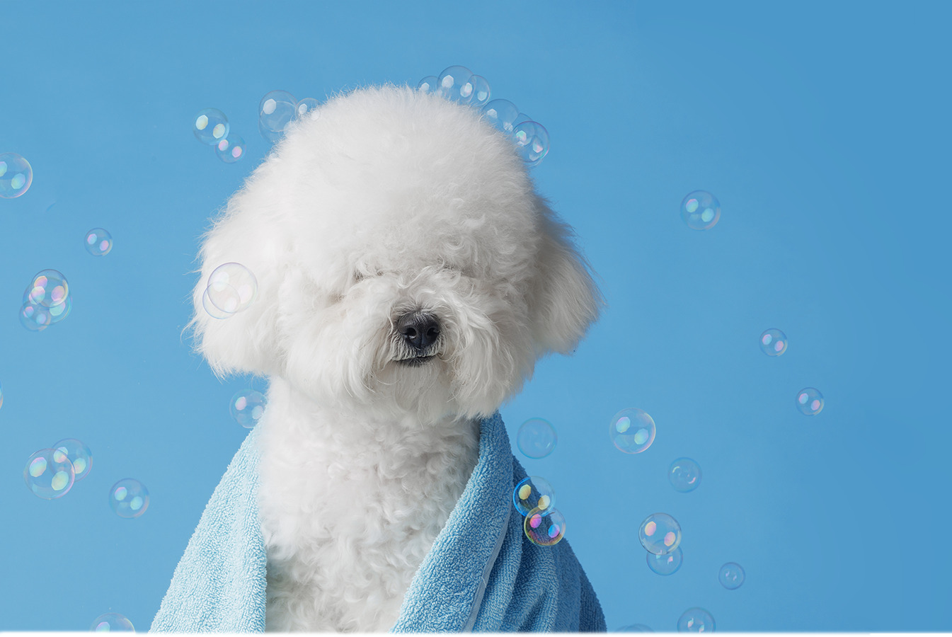 Furry Paw Lovers is a family-owned business offering adorable pets to pet lovers and wannabe pet parents.