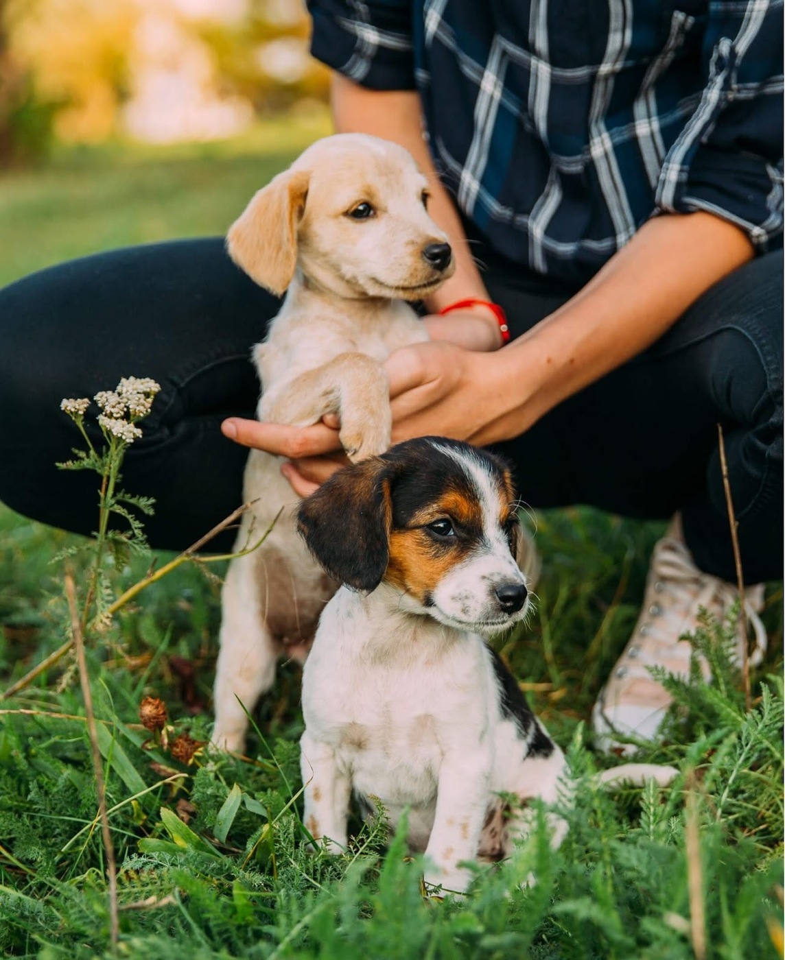 Puppy Cursus, started by Marco Van Gils, is an affiliate of the online dog school Van Maanen LOCA that provides various digital dog training sessions, which are currently available in the Dutch language only.