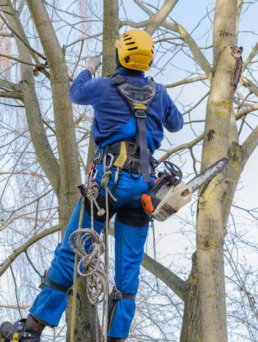 The family-owned and operated business, with more than 20 years of experience in the field, has earned clients' trust in New York City because of its safe and excellent tree removal services and other services.