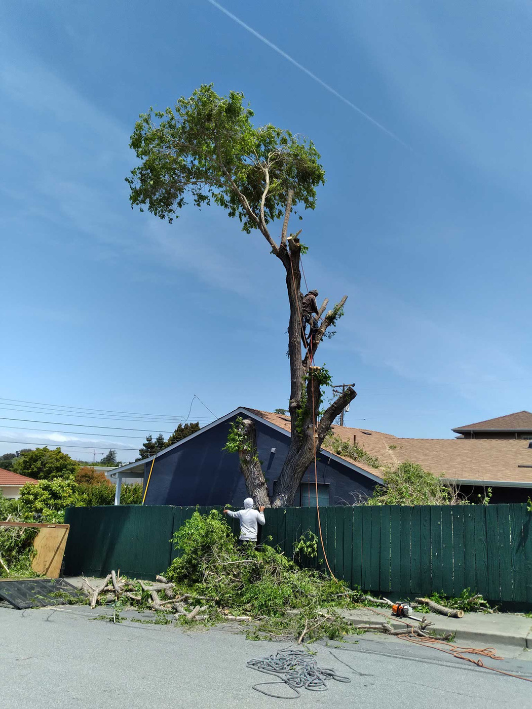 New Horizon Tree Services has been a trusted provider of tree care solutions for over 10 years.