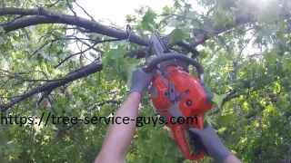 Tree Service Guys is a leading provider of professional tree care services.