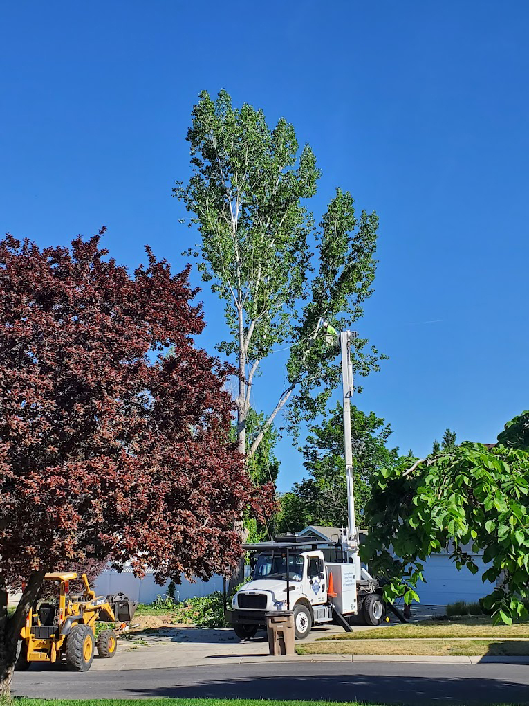 Diamond Tree Experts has provided trusted tree care services for 57 years to residents, businesses, and municipalities across the Wasatch Front.