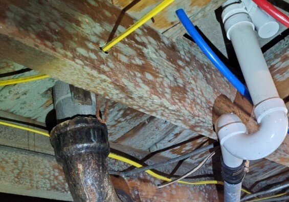 Elliot Environmental is a Bay City-based mold removal company providing expert mold remediation, mold inspection, and black mold specialist services across Michigan.