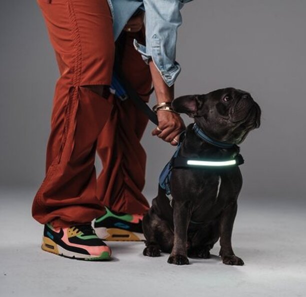 Lumi Pawtners specializes in innovative products designed to ensure the safety of dogs and their parents.