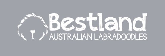 The work of Bestland Australian Labradoodles (Reg.) Atlanta GA, is measured over years rather than litters.