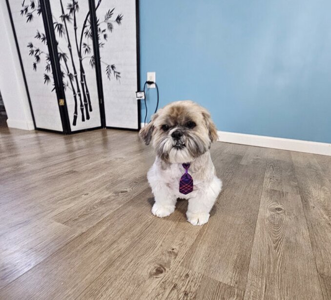 Buddy Paws Ainsworth Thanks Washington County Pet Families For 5-Star Reviews