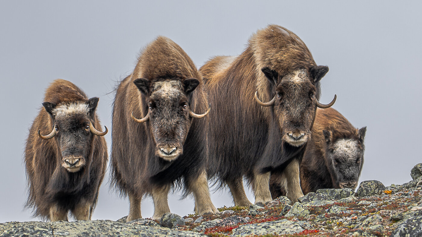 ES Wildlife Photo Tours offers guided photography experiences in remote wilderness locations across Canada and internationally.