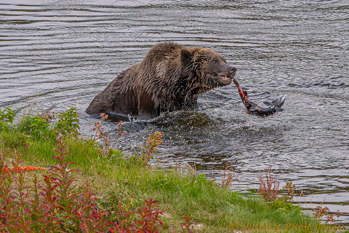 ES Wildlife Photo Tours is a one-person operation run by wildlife photographer Eric Seemann, who personally leads every tour.