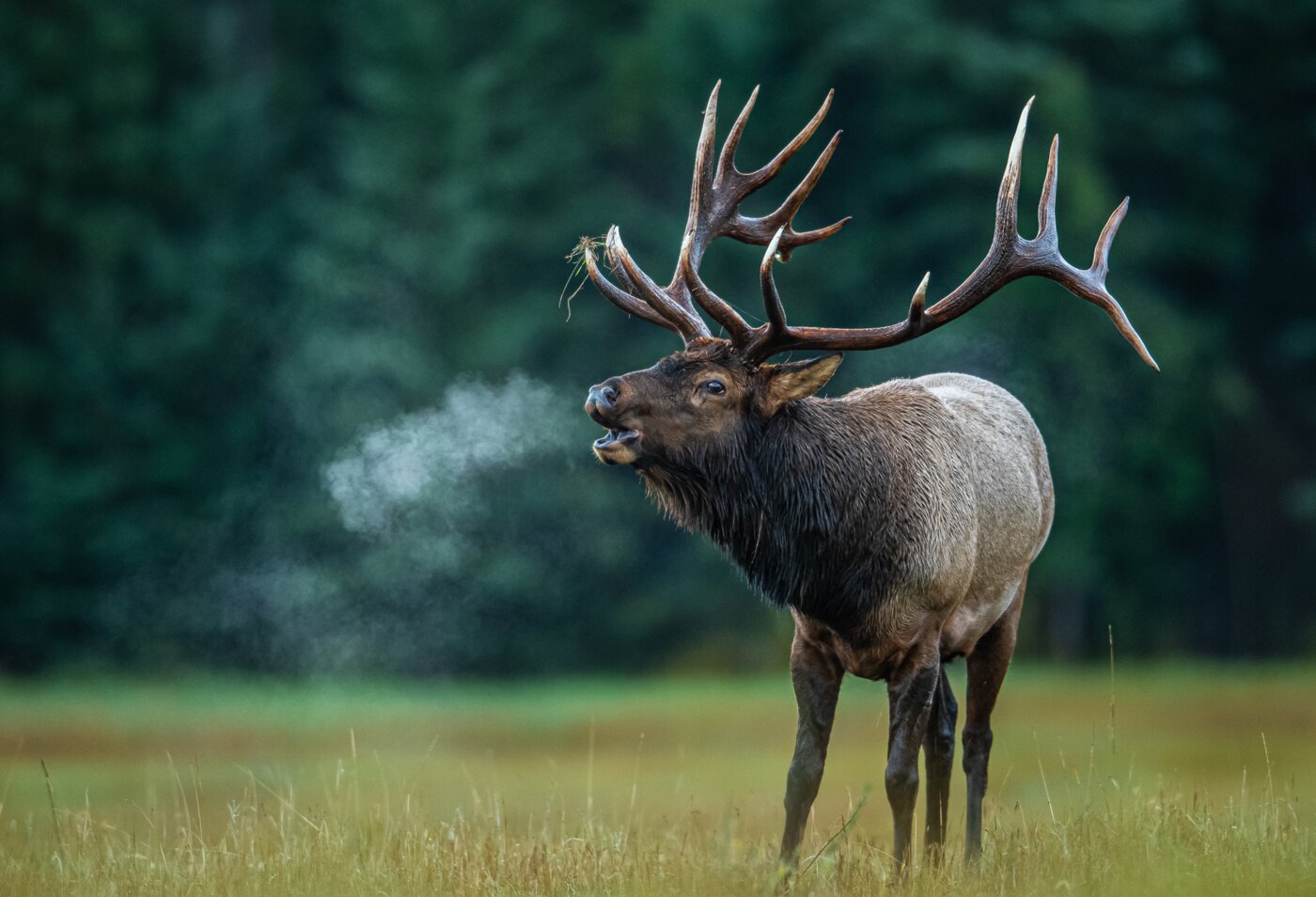 ES Wildlife Photo Tours is a one-person operation run by wildlife photographer Eric Seemann, who personally leads every tour.