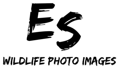 ES Wildlife Photo Tours Announces Fall 2026 Wildlife Photography Tours in the Canadian Rockies and Northern British Columbia