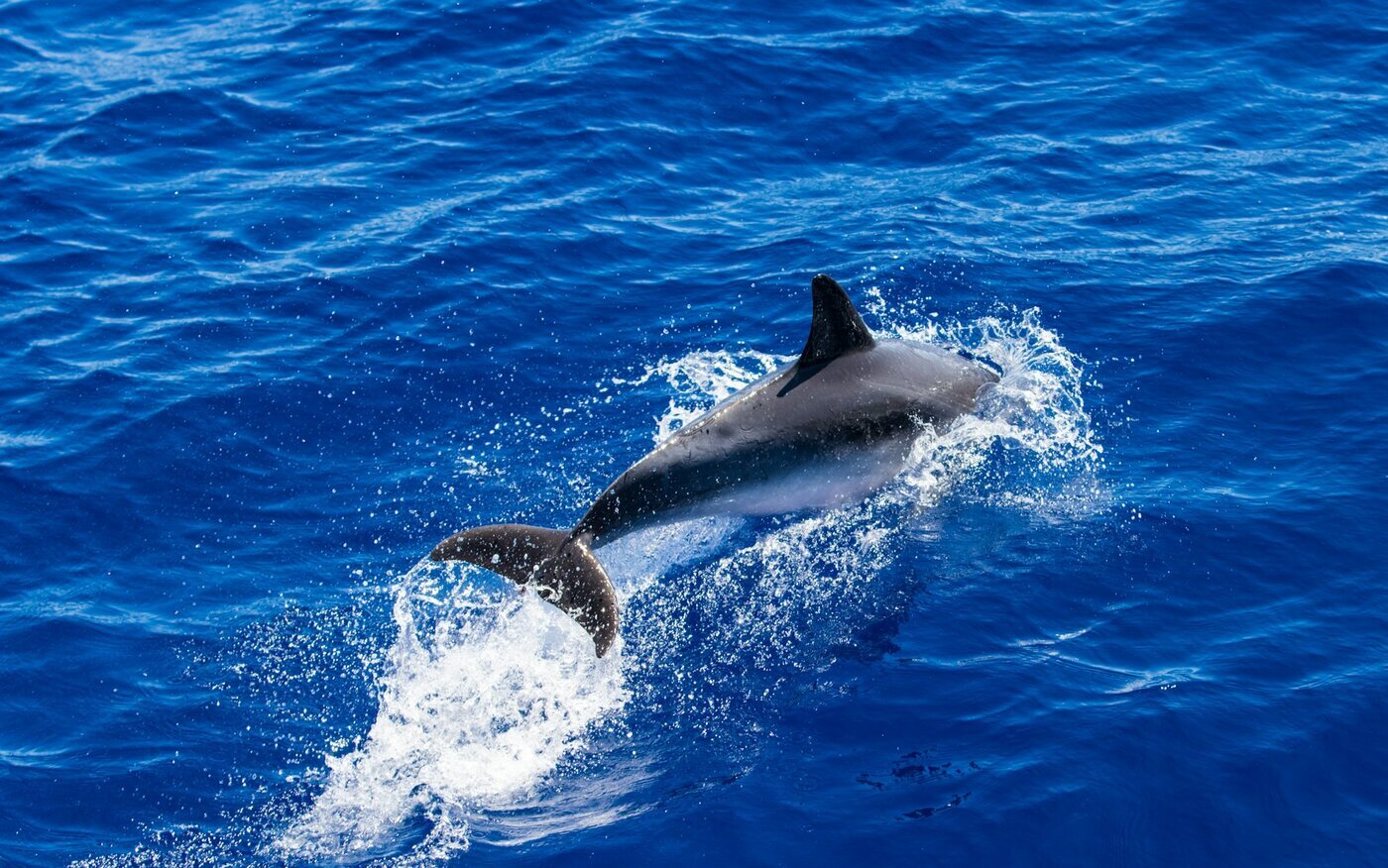 Azores.com is a U.S.-based travel agency specializing exclusively in Azores travel since 1996.