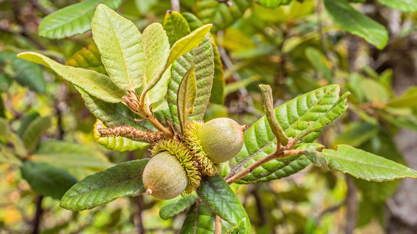 Sudden Oak Death Still Spreading in Marin — Treemasters Shares the Early Warning Sign Every Property Owner Should Know