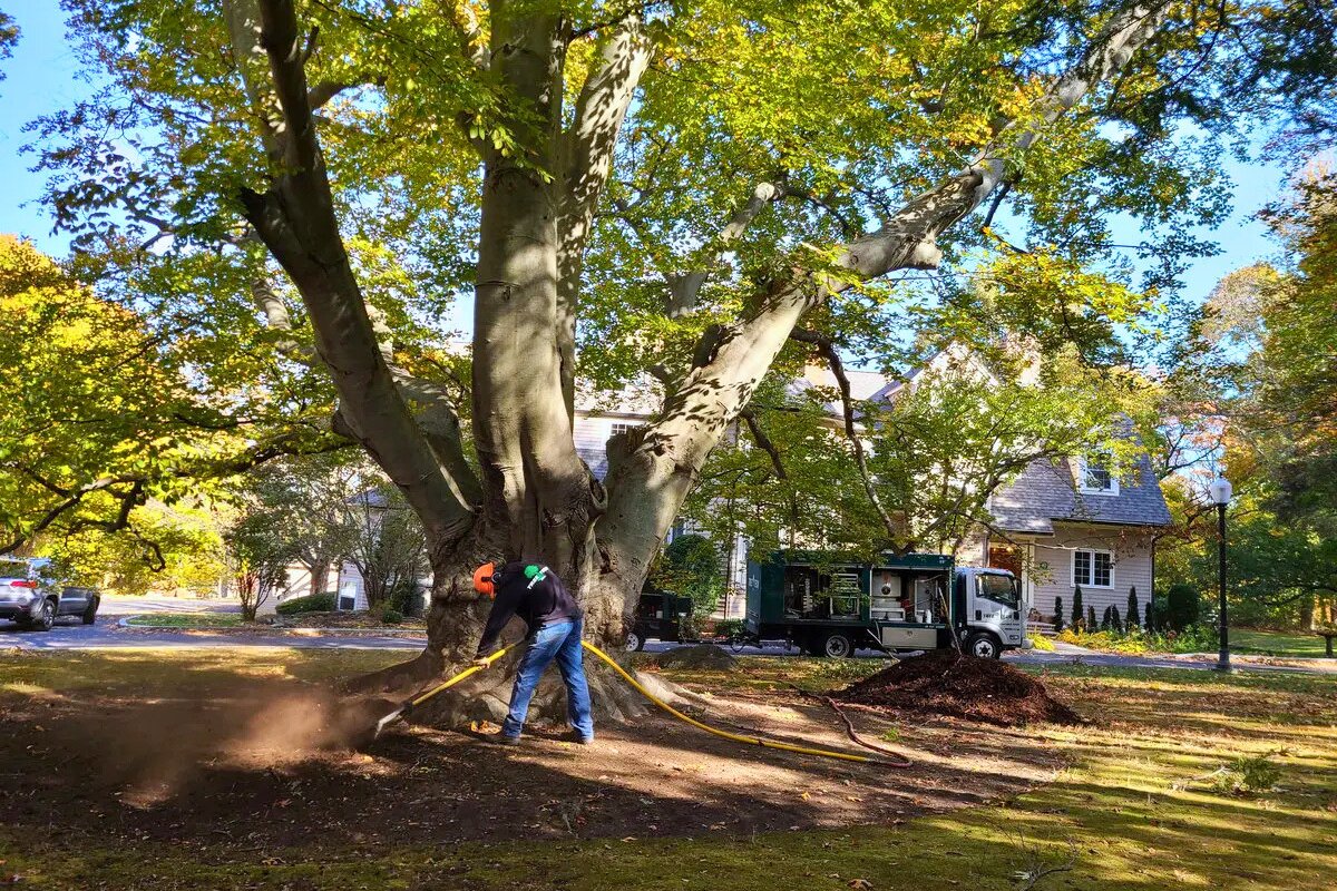 Tree Tech Inc. Expands Tree Service in Newton, MA as Fall Hemlock Treatment Window Opens