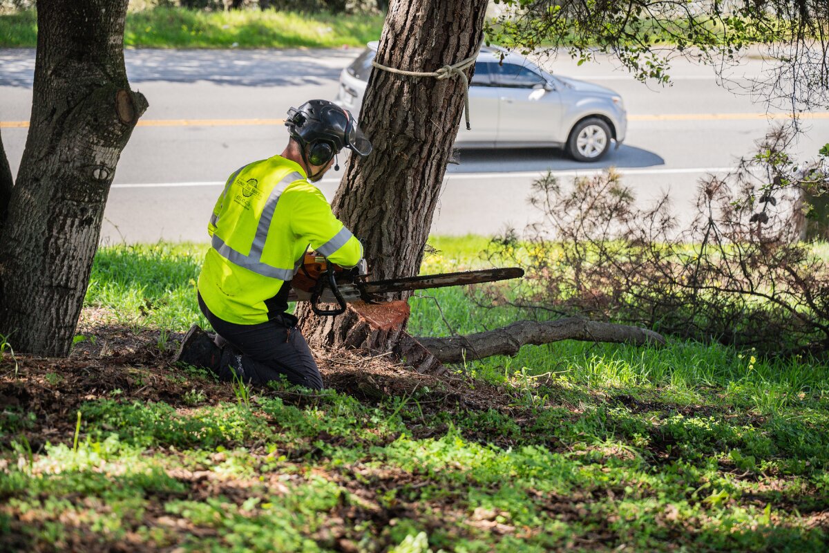 Adney Tree Service Inc. is a certified arborist-led tree care company based in Aptos, California, serving Scotts Valley, Felton, and the broader Santa Cruz County region.