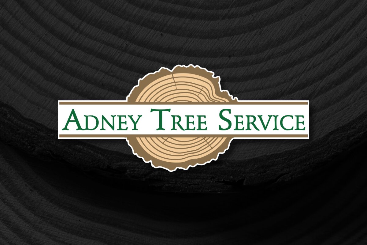 Adney Tree Service Expands Tree Removal Services in Scotts Valley, CA as Bark Beetles Put Stressed Pines on the Clock