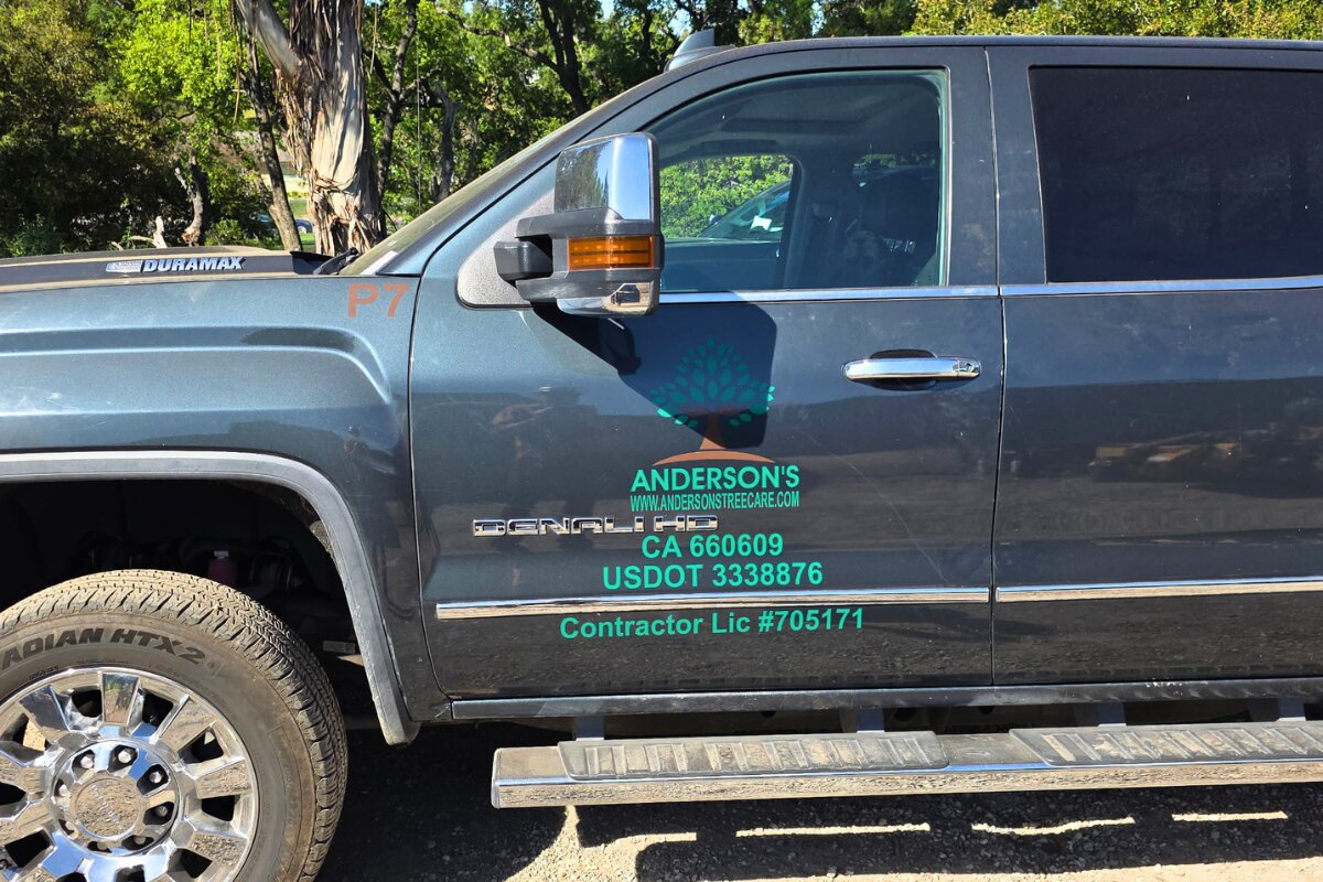 Anderson’s Tree Care Specialists Puts Saratoga and Los Gatos Oaks on Watch as Oak-Killing Beetle Moves North