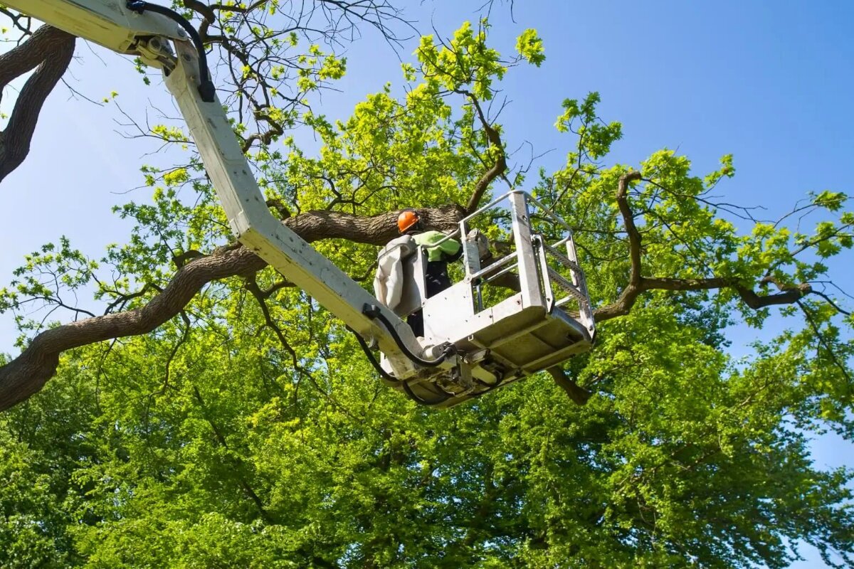 AKA Tree Service is a professional tree care company serving the Atlanta and Nashville metro areas, with offices in Norcross and Oakwood, Georgia, and Hermitage, Tennessee.