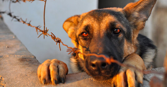 New Law Will Require Animal Abusers To Be Registered Like Sex Offenders