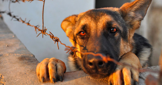 New Law Will Require Animal Abusers To Be Registered Like Sex Offenders