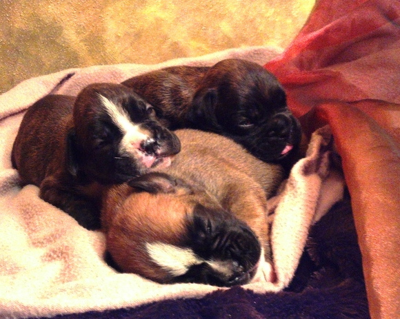 Euro Boxx Boxers available puppies