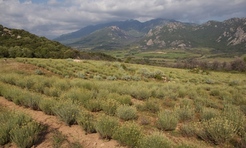 Helichrysum Imortelle essential oil