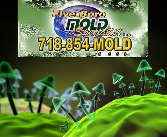 NYC Mold Inspection Companies - Five Boro Mold Specialist INC