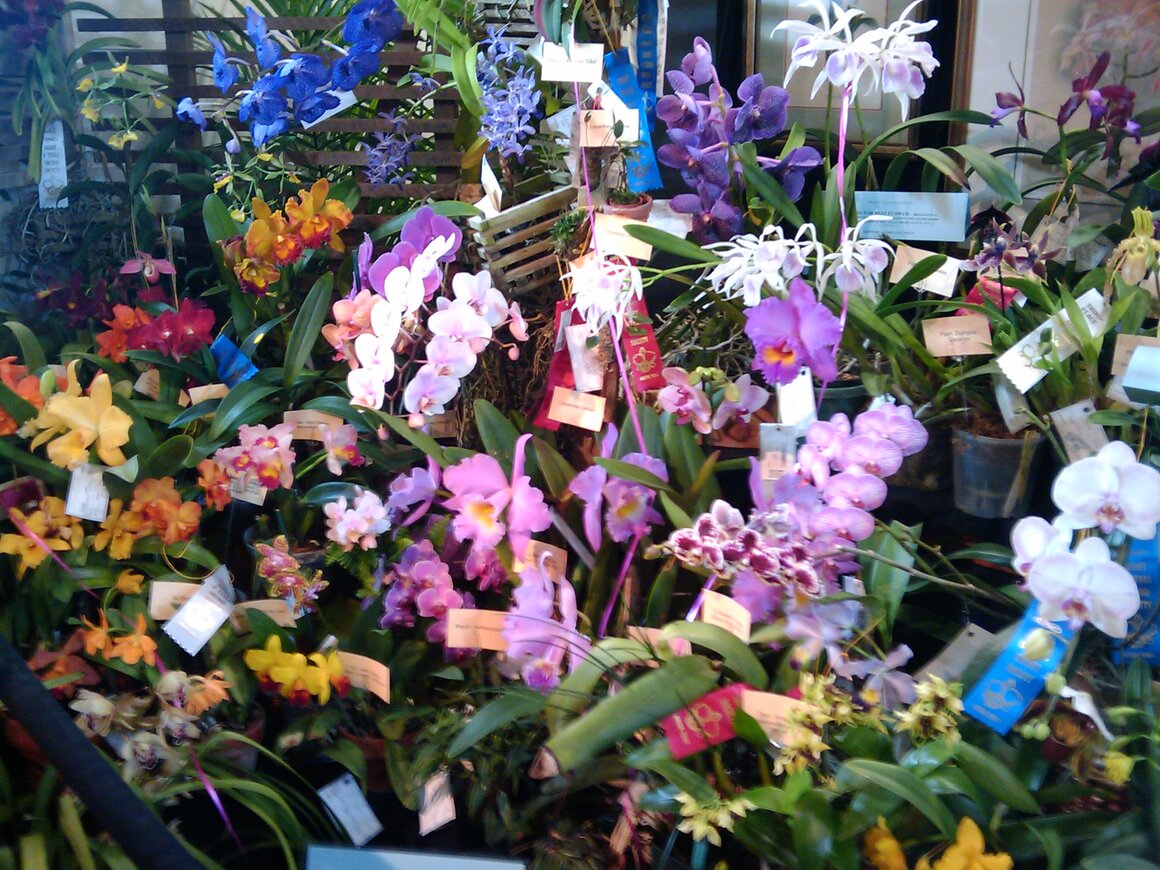 Heart O' Texas Orchid Society's 2012 Exhibit
