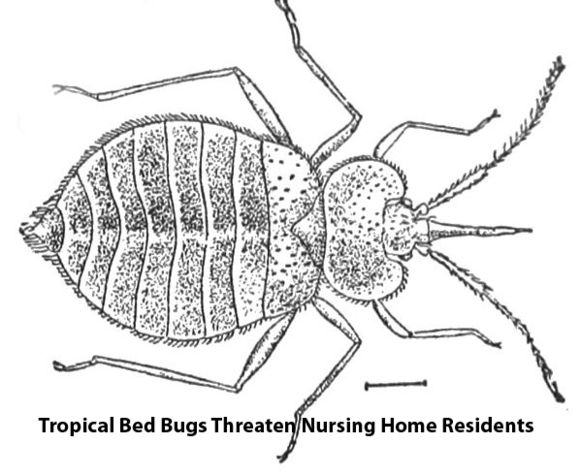 Boca Nursing Home Neglect Lawyer Joe Osborne Says Bed Bugs Pose A Major Threat