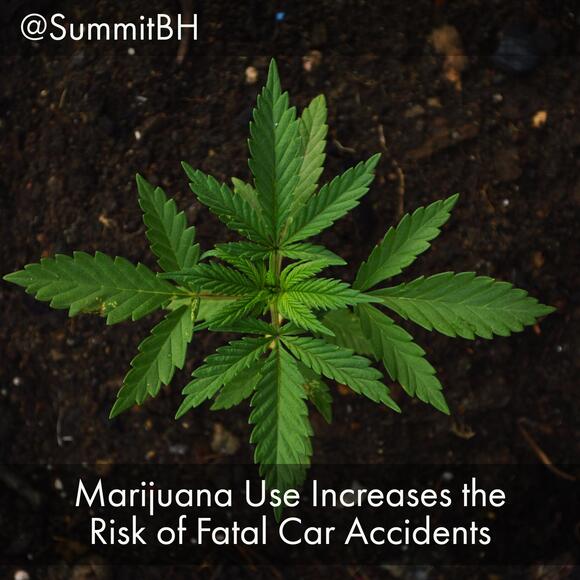 Marijuana Use Increases the Risk of Fatal Car Accidents