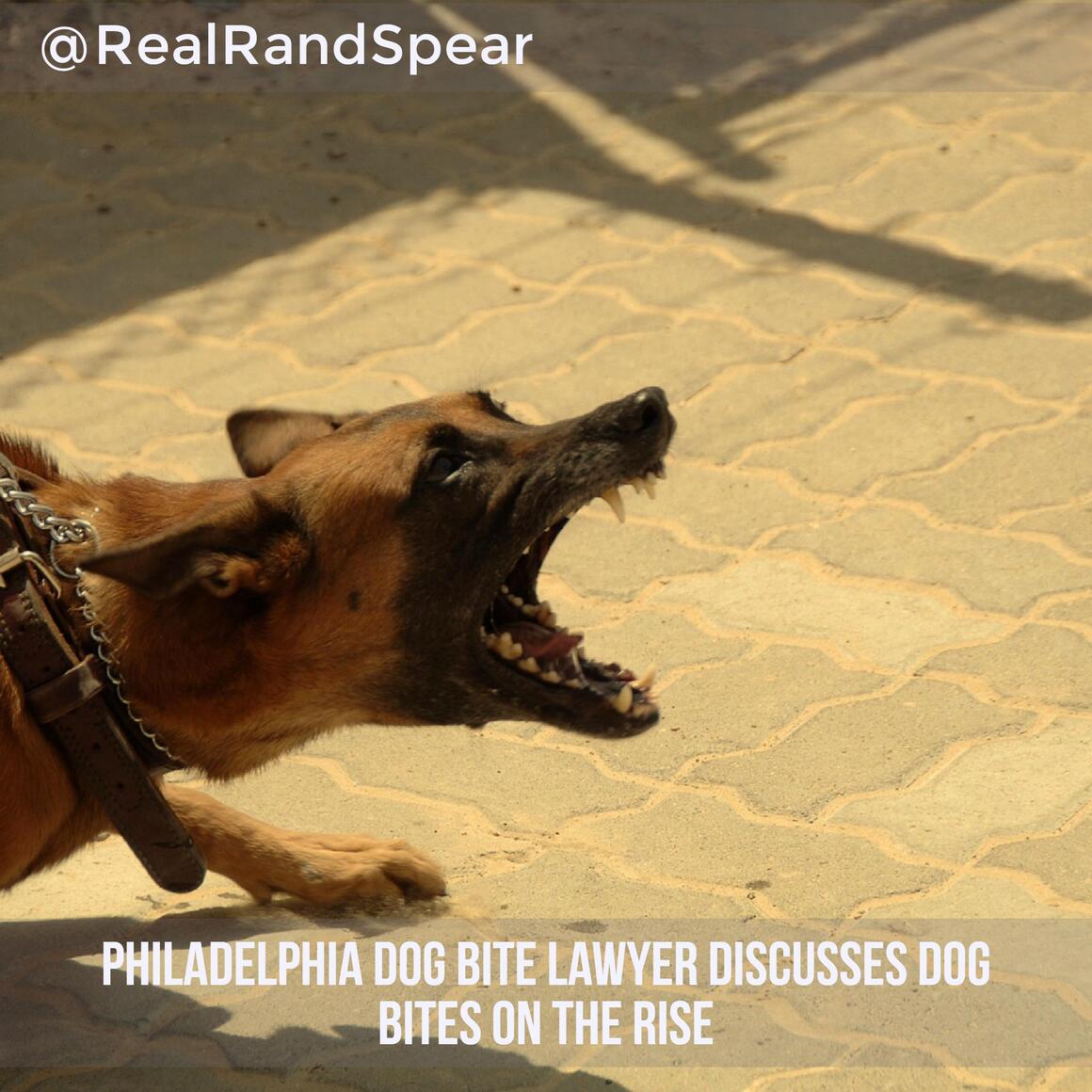 Philadelphia Dog Bite Lawyer Discusses Dog Bites on the Rise