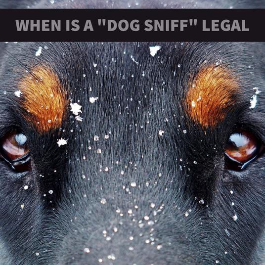 Dallas Drug Defense Attorney Explains When a Dog Sniff Violates Your Rights