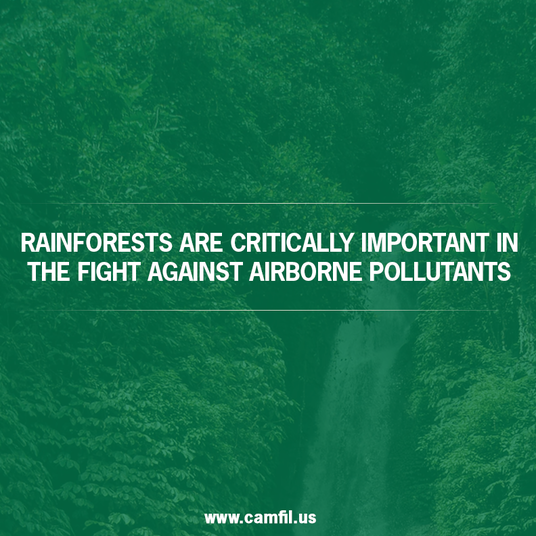 Are Rainforests Natural Air Filters?