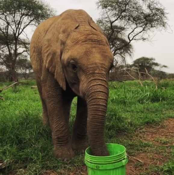 Baby elephant enjoys his safe and happy childhood in Makoa Farm