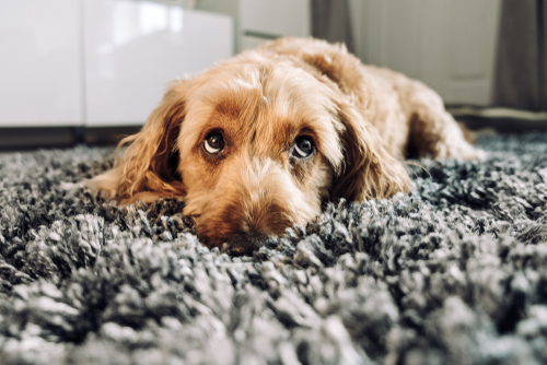 Calling Pet Owners - Pet Allergies - Air Filters How This Company Helps