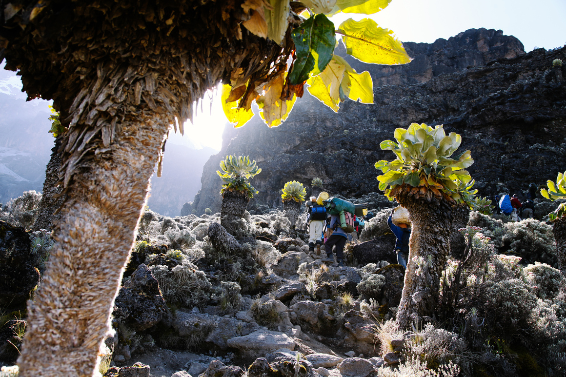 Kili-Clean Trekking Program on Mount Kilimanjaro Tanzania - Zara Tours