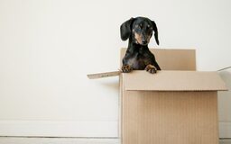Moving With Your Dog or Cat? Here’s What To Do | Road Scholars Moving & Storage (303) 693-7070