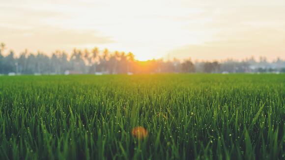 How to Help Your Lawn Beat the Summer Heat - Emerald Sod Farms