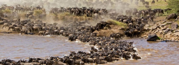 World Famous Wildebeest Migration Safari Offers New Safety Protocol - Zara Tours Tanzania Africa 