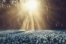 Will Frost Hurt New Sod - Emerald Sod Farms