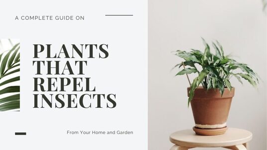 Fertilizer for Less Publishes 5 Articles on Specific Plants That Homeowners Can Place Around the Home to Repel Pests