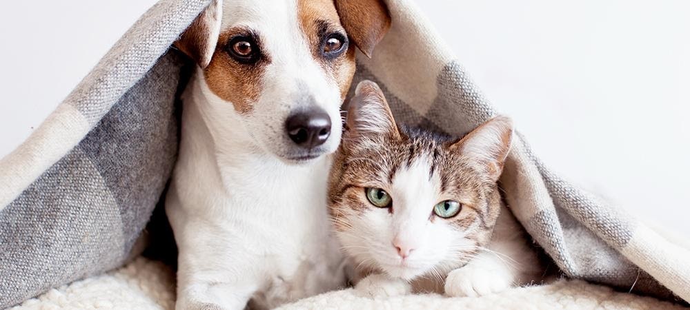 Petplan Reviews How Pet Plan Works and Does it Really