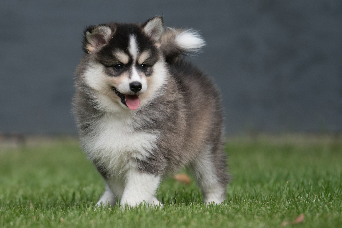 Pomsky - All You Need To Know About the Pomeranian Husky Mix - By PawsandFurs.com