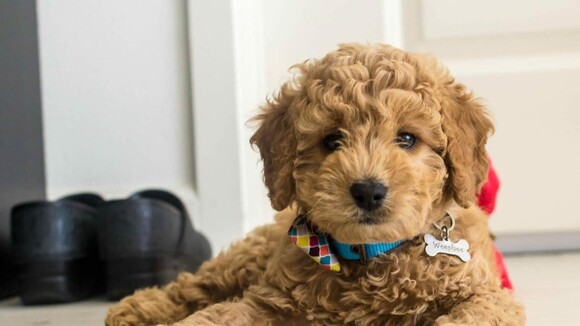 Mini Goldendoodles Dog Breed Info - 9 Things You Need To Know - By PawsandFurs.com