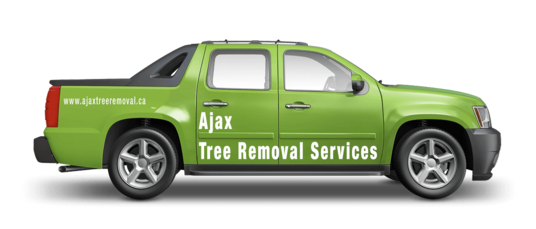 Ajax Tree Removal, the Newest Tree Service Company in Ajax, Ontario