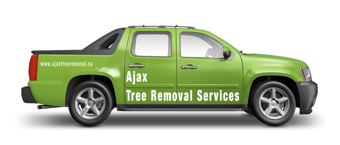 Ajax Tree Removal, the Newest Tree Service Company in Ajax, Ontario