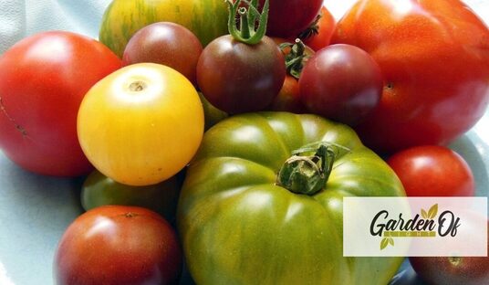 Garden of Light, the Exclusive Garden Blog Platform Launches Updated Website